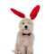 Caniche dog wearing bunny ears and bowtie