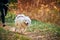 Canicross cross country running with dog, female musher running with Samoyed dog, sled dog racing