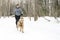 Canicross Sled Dogs Pulling the Young Womanin winter season