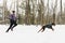 Canicross Sled Dogs Pulling the Young Womanin winter season