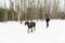Canicross Sled Dogs Pulling the Young Womanin winter season