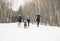 Canicross woman group Sled Dogs Pulling in winter season