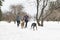 Canicross woman group Sled Dogs Pulling in winter season