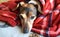 Canine of brown fur lies curled up in a bed of blankets, providing warmth and comfort