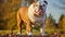 canine bulldog english