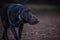 Canine companion with blue collar and leash walking across a dirt path