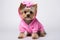 Canine couture: yorkie dog in pink attire