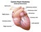 Canine Heart Anatomy External Structures