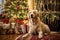 A canine immersed in the festive ambiance of Christmas, posing near numerous presents inside a room filled with holiday