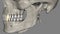 Canine, Maxillary and Mandibular