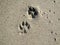 Canine paw prints in beach sand