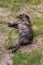 Canine Repose: A Dog's Leisure in the Grass