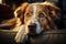 Canine satisfaction Dog lounges on sofa, eyes filled with content