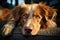 Canine satisfaction Dog lounges on sofa, eyes filled with content