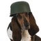 Canine soldier