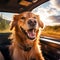 Canine Sunshine Serenity: Dog Enjoying the Sunlight Inside a Car