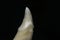 Canine tooth of a large breed dog close-up