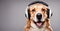 Canine tunes: Dog rocking headphones