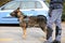 Canine Unit of the Italian police for the detection of explosive