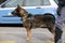 Canine Unit of the police for the detection of explosive material