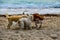 Canine Whispering on the Beach