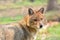 Canis aureus - The golden jackal