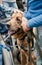 Canis Dog Therapy. Labrador dog and disabled children on green grass. Dog-Assisted Therapies and Activities in Rehabilitation of