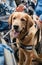 Canis Dog Therapy. Labrador dog and disabled children on green grass. Dog-Assisted Therapies and Activities in Rehabilitation of