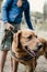 Canis Dog Therapy. Labrador dog and disabled children on green grass. Dog-Assisted Therapies and Activities in Rehabilitation of