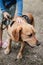 Canis Dog Therapy. Labrador dog and disabled children on green grass. Dog-Assisted Therapies and Activities in Rehabilitation of