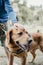 Canis Dog Therapy. Labrador dog and disabled children on green grass. Dog-Assisted Therapies and Activities in Rehabilitation of