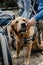 Canis Dog Therapy. Labrador dog and disabled children on green grass. Dog-Assisted Therapies and Activities in Rehabilitation of