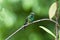 Canivet\'s Emerald (Chlorostilbon canivetii), male hunningbird