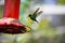 Canivets Emerald Hummingbird feeding