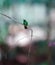 Canivets Emerald Hummingbird on vine