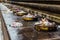 Cankamana Cloister Walk where The Lord Buddha walking on these platforms with blooming lotus and flowers in Mahabodhi Temple.