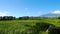 Canlaon volcano view from rice paddies
