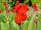 Canna, distributed mainly in Central and South America. Canna has been cultivated since ancient times by the Indians of tropical