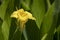 Canna flaccida (Bandanna of the everglades) biksisn yellow flower