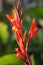 Canna Flower