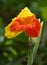 Canna Flower