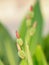 Canna Flower bud on blur background space for write