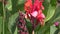 Canna flower red