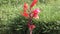 Canna flower red