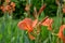 Canna flowers