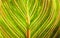 Canna foliage close up green and pink striped leaf