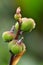 Canna fruit