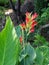 Canna x generalis `Lucifer` plant