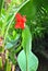 Canna generalis President flower