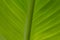 Canna Green leaf background or abstract green nature texture background